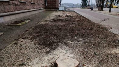 перед горсоветом спилили голубые ели