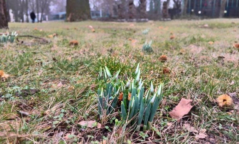 подснежники