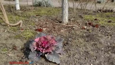 цветок-капуста