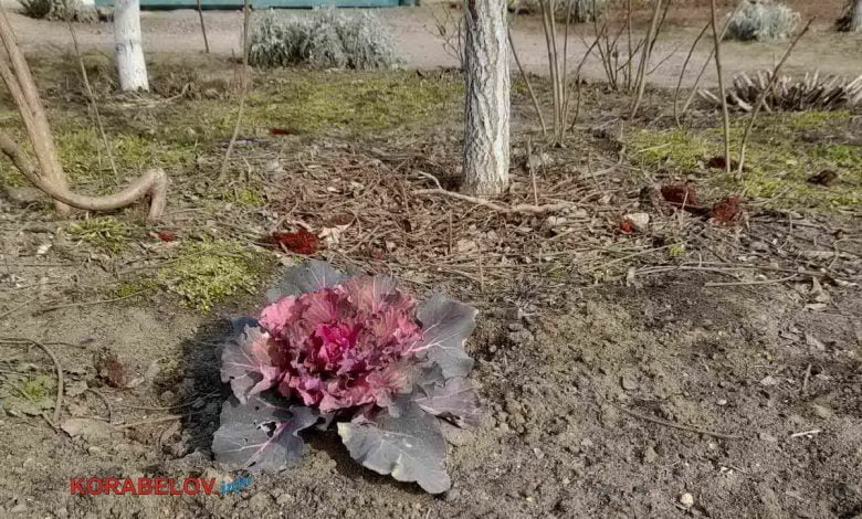 цветок-капуста