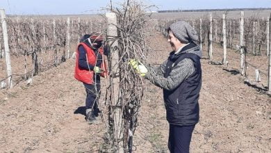 виноградники