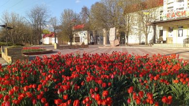 тюльпани, Миколаївській зоопарк весною