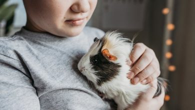 домашня тварина