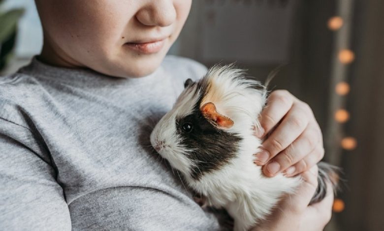 домашня тварина