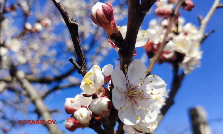 весна в Корабельному районі Миколаєва