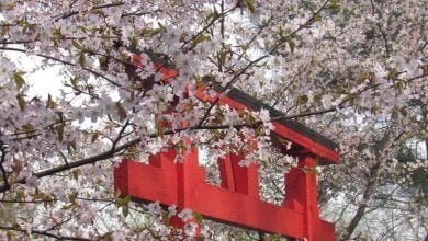 квітуча сакура в Миколаївському зоопарку