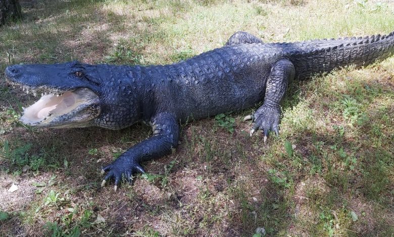 опудало крокодила Васі