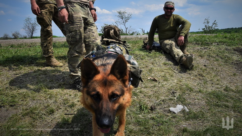 пес, ЗСУ, морпіхи