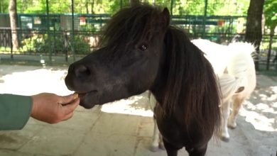 Поні, зоопарк