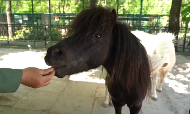 Поні, зоопарк