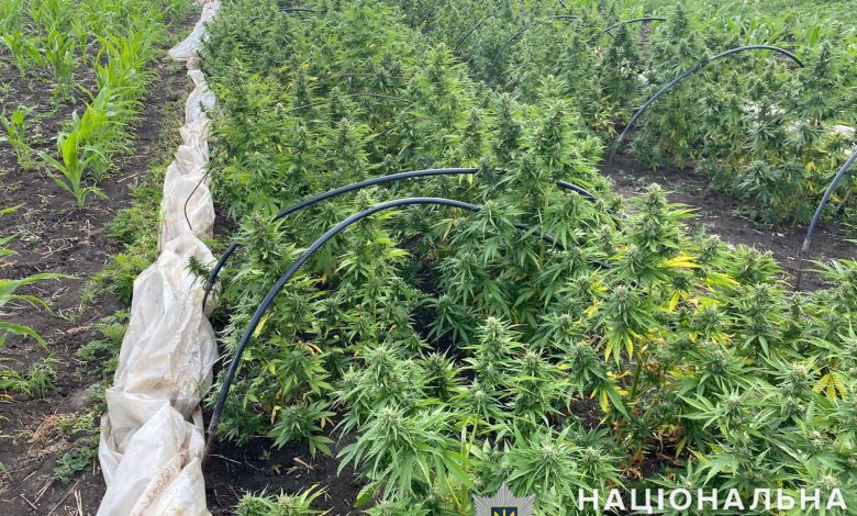 конопляна ферма на Вознесенщині