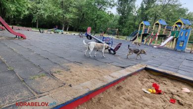 собаки на дитячому майданчику в Корабельному районі