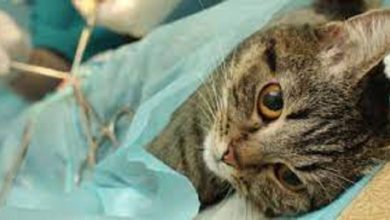 стерилізація котів