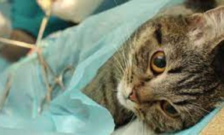 стерилізація котів