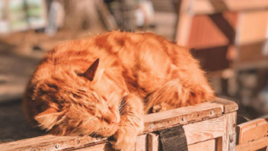 вихідні у Миколаєві