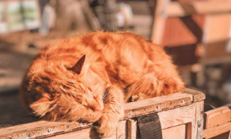 вихідні у Миколаєві