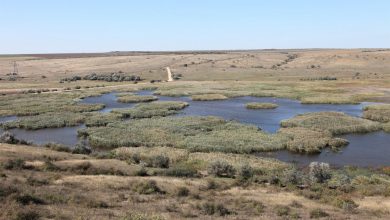 Регіональний ландшафтний парк «Тилігульський»