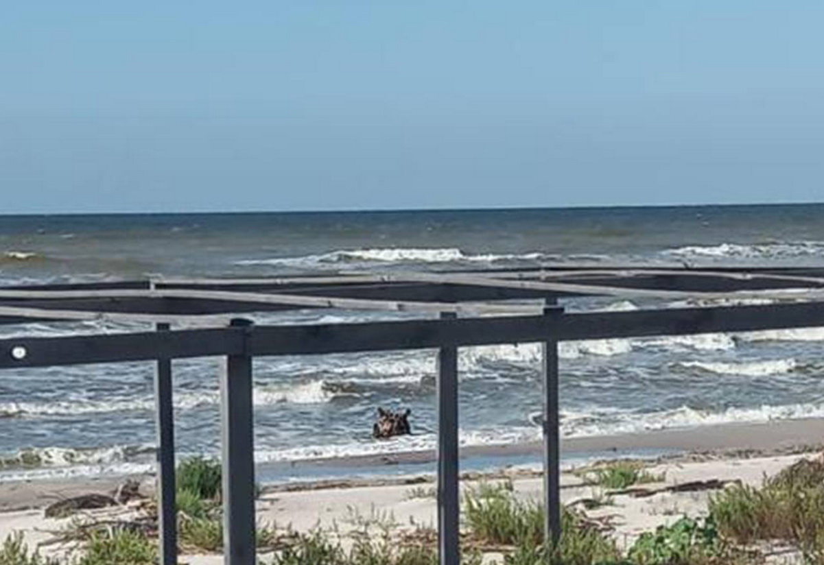 морська міна, Миколаївщина