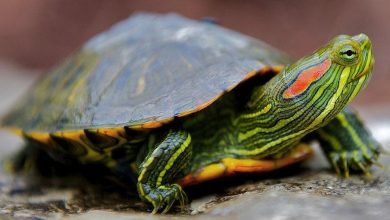 Червоновуха черепаха