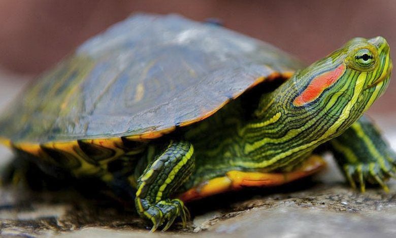 Червоновуха черепаха