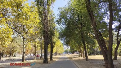 дерева в Корабельному районі