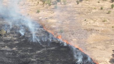 масштабна пожежа сухостою в Миколаєві