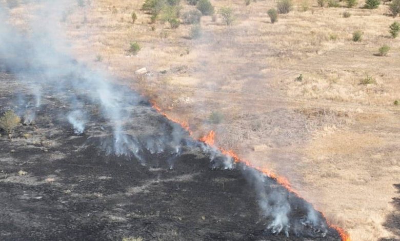 масштабна пожежа сухостою в Миколаєві