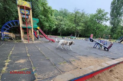 собаки бродячие на детской площадке