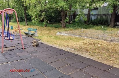 собаки бродячие на детской площадке