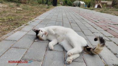 Корабельный район