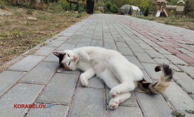 Корабельный район