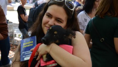 благодійна акція з прилаштування собак