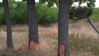 пошкоджені дерева у парку "Дружба"