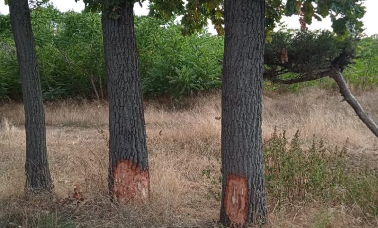 пошкоджені дерева у парку "Дружба"