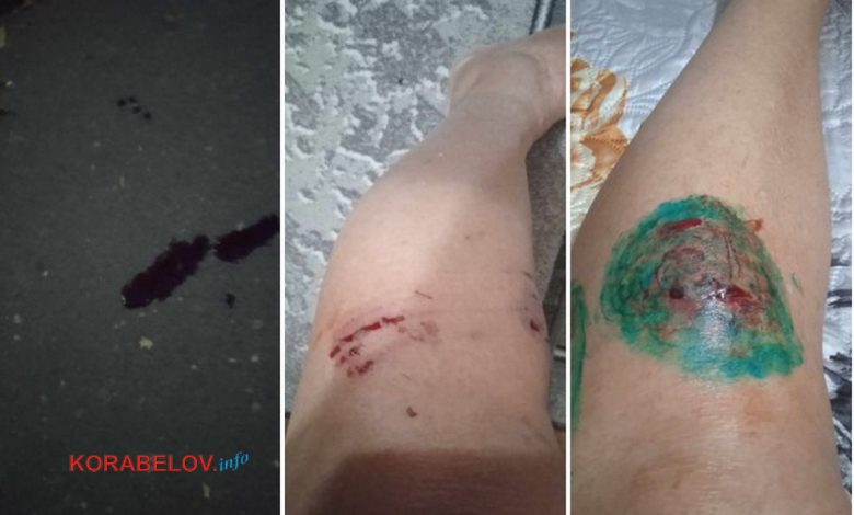 Бродяча собака вкусила мешканку Корабельного району