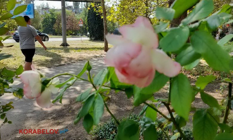 літо в Корабельному районі