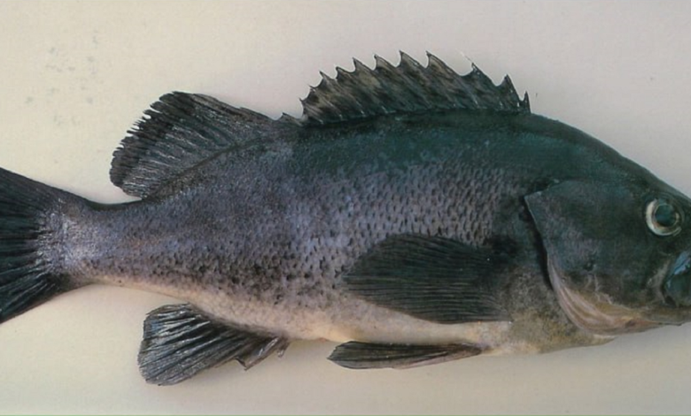 Корейський окунь