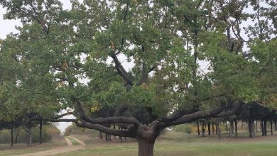 дуб у парку "Дружба"