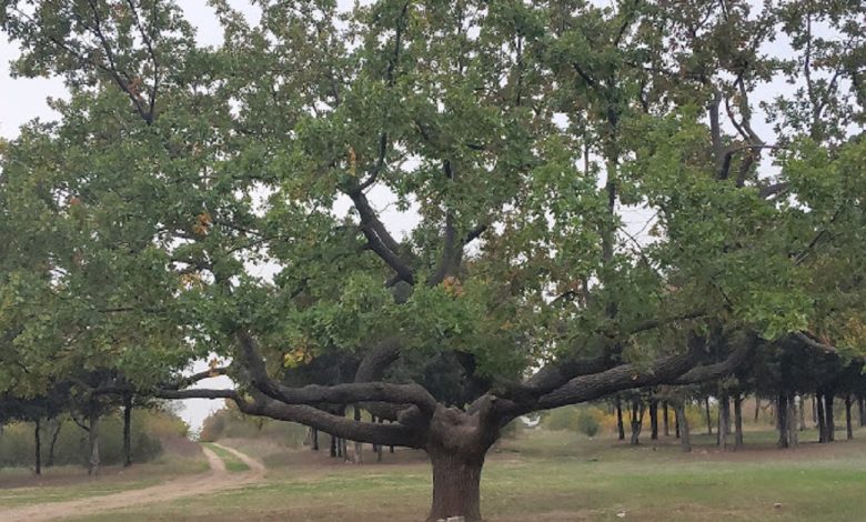 дуб у парку "Дружба"