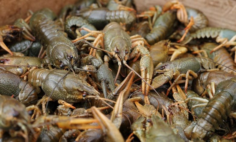 на Миколаївщині двоє чоловіків виловили раків на 450 тисяч