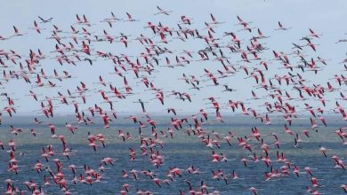 Фламінго. Фото: Олександр Бронсков