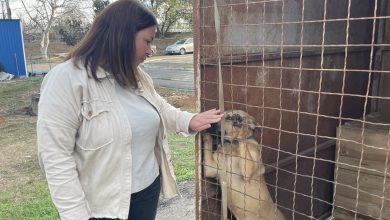Песик у притулку. Фото: Назарій Рубаняк/Суспільне Миколаїв