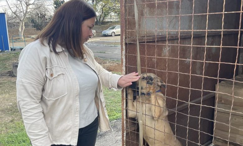 Песик у притулку. Фото: Назарій Рубаняк/Суспільне Миколаїв