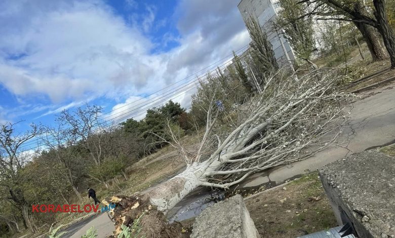 Повалене дерево на вул. Новобудівній