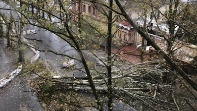 На Адміральській впало дерево і два стовпи