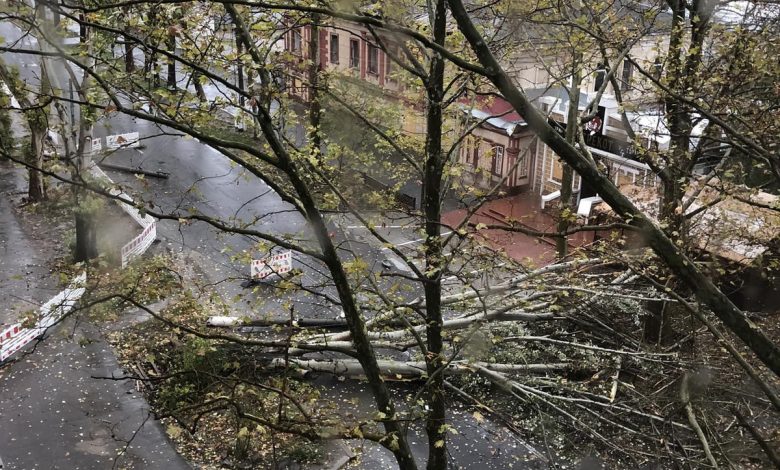 На Адміральській впало дерево і два стовпи