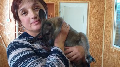 В Николаевском зоопарке впервые в истории заведения выкормили кенгуренка