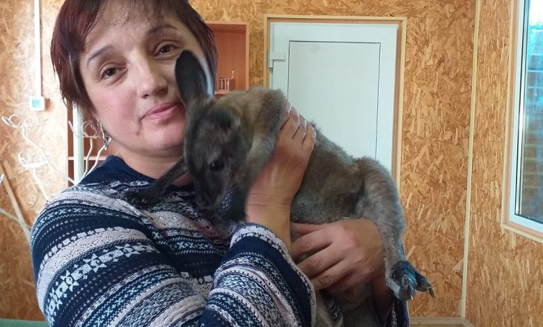 У Миколаївському зоопарку вперше в історії закладу вигодували кенгурятко