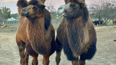 верблюди Заурбек та Кузя