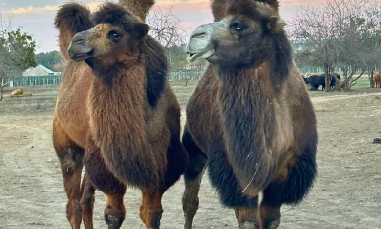 верблюди Заурбек та Кузя